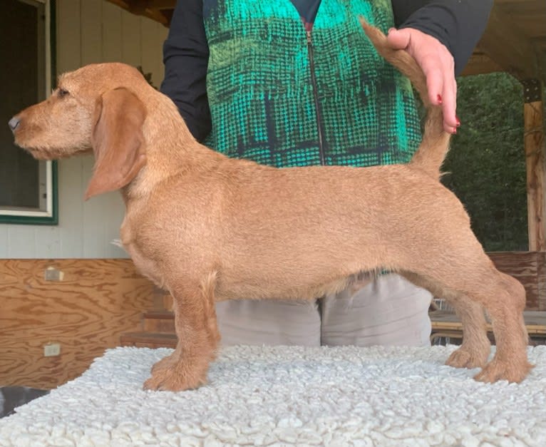 Briarroot's Detective Wizard, a Basset Fauve de Bretagne tested with EmbarkVet.com