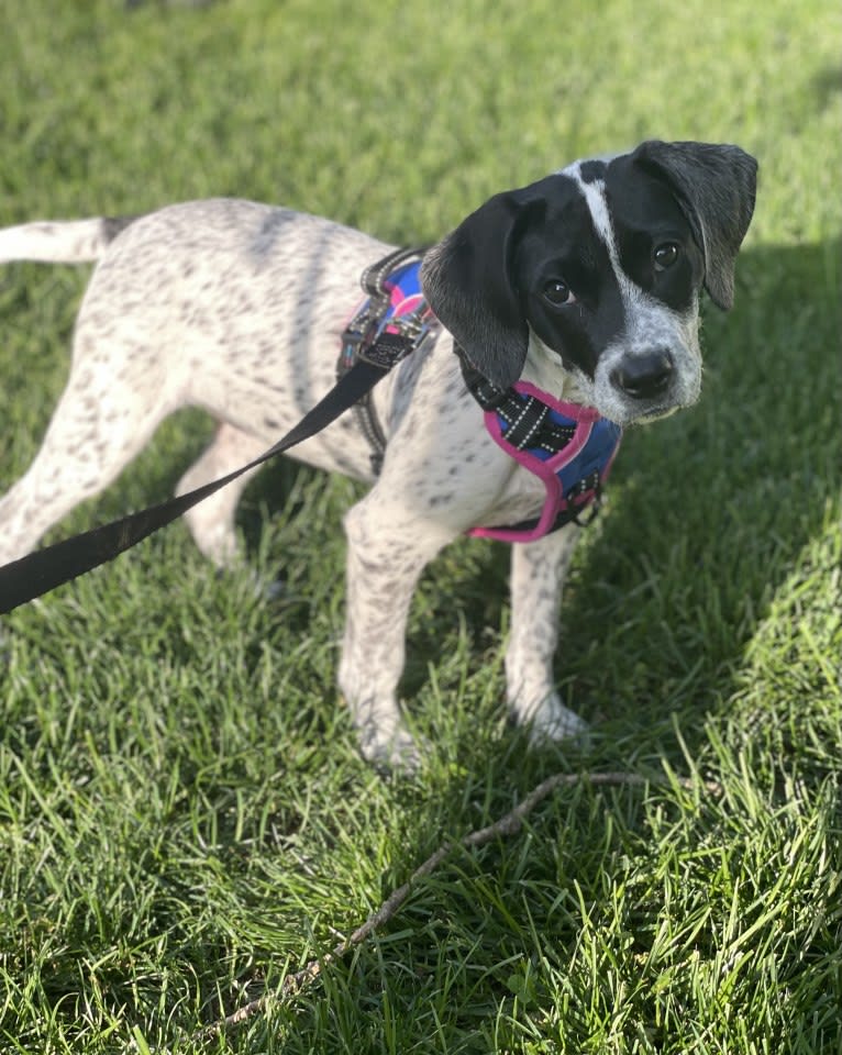 Opal, an American Pit Bull Terrier and German Shorthaired Pointer mix tested with EmbarkVet.com