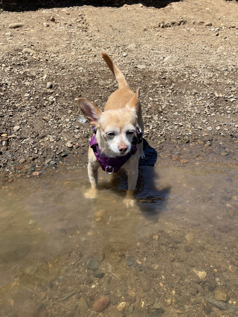 Rylie, a Chihuahua tested with EmbarkVet.com