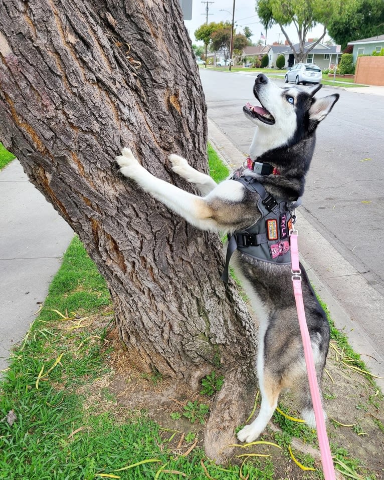 Teyla, a Siberian Husky tested with EmbarkVet.com