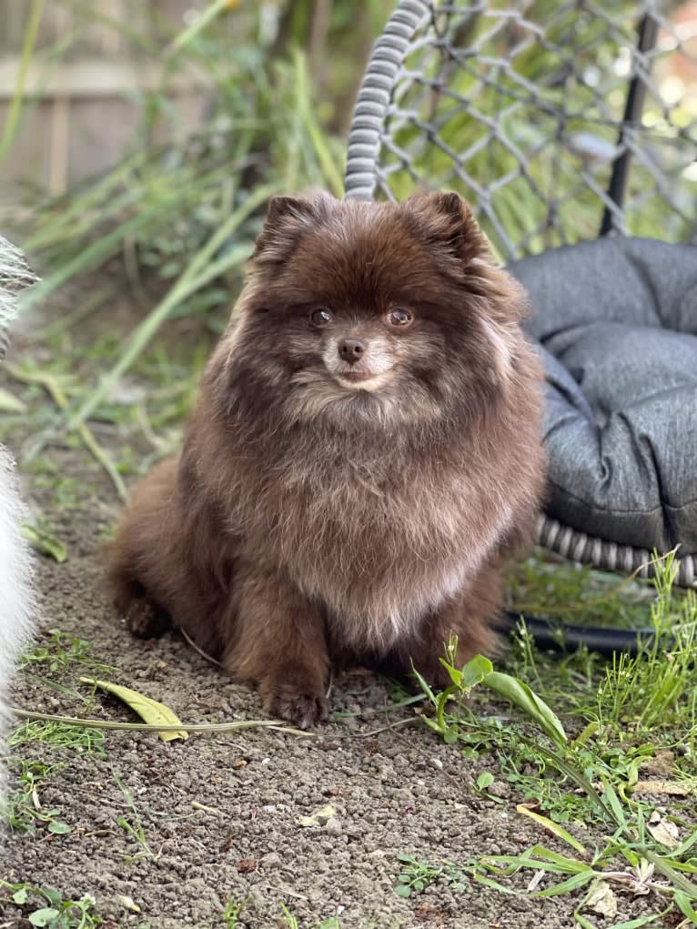 Egypt, a Pomeranian tested with EmbarkVet.com