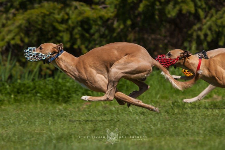 Keatz, a Whippet tested with EmbarkVet.com