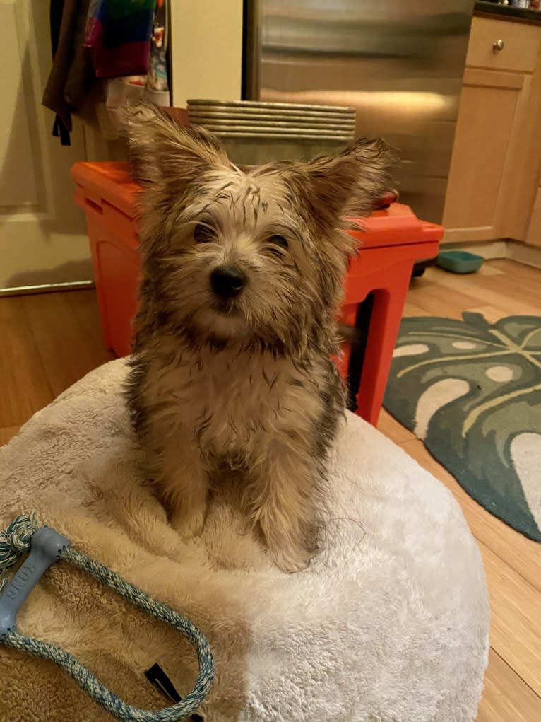 Luna, a Cairn Terrier and Poodle (Small) mix tested with EmbarkVet.com