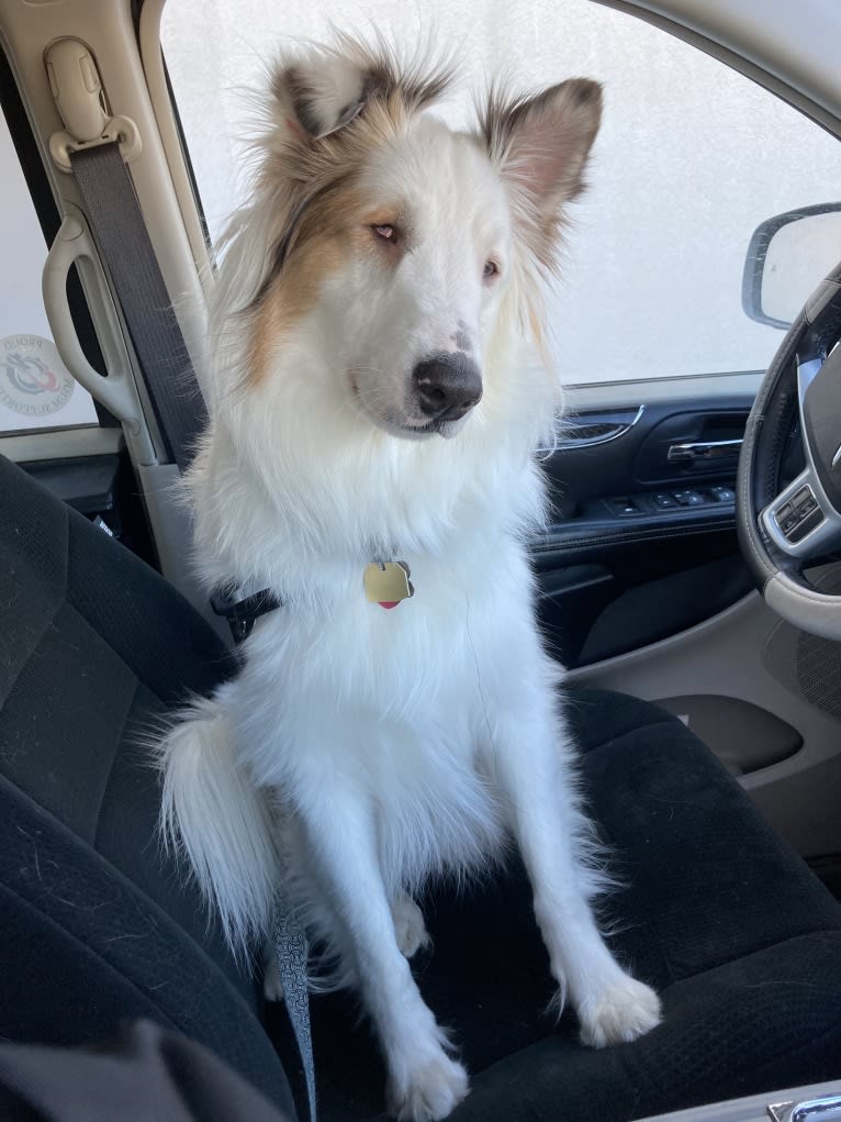 Jax, a Shetland Sheepdog and Australian Cattle Dog mix tested with EmbarkVet.com