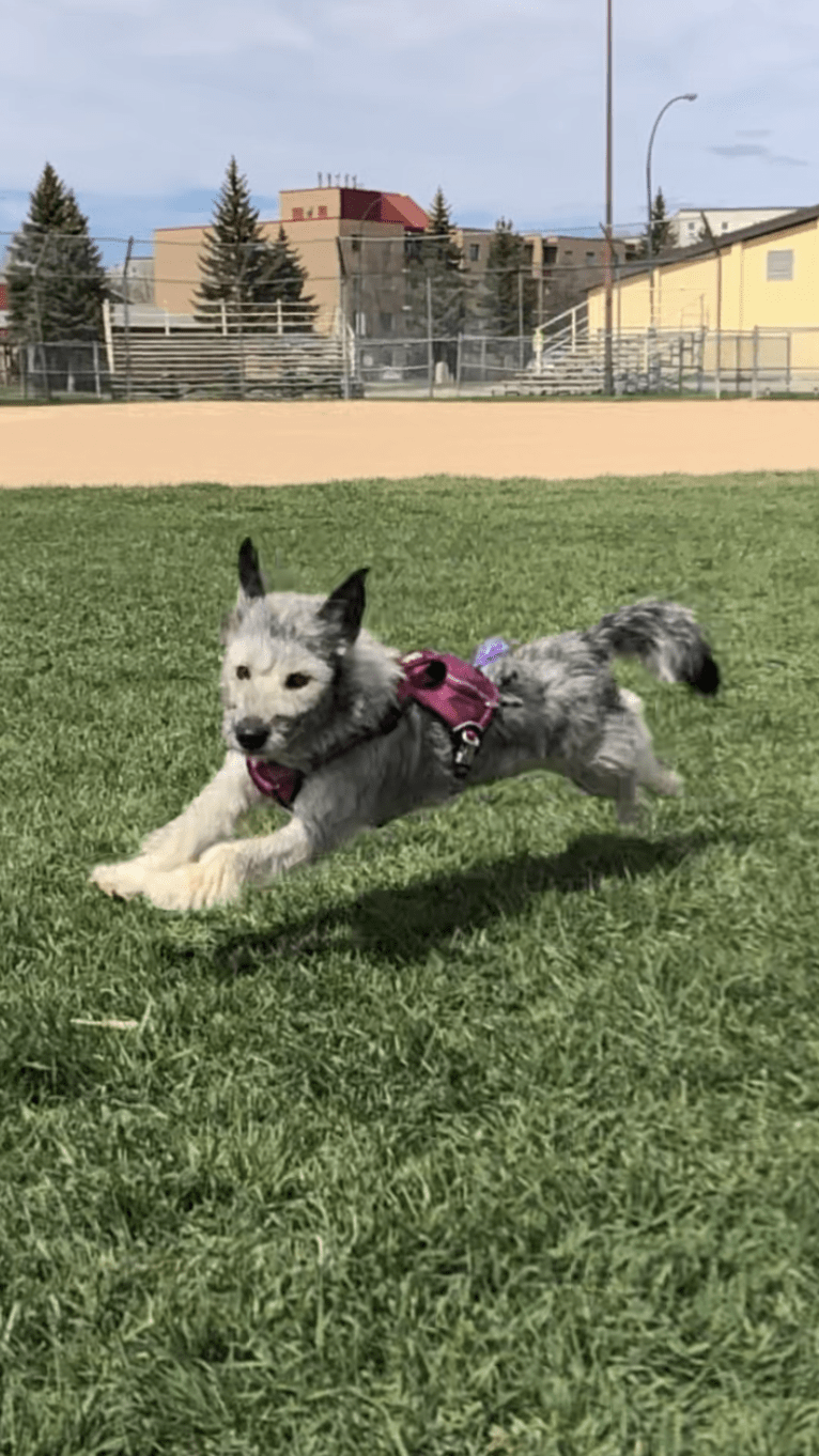 Dory, a Siberian Husky and Poodle (Small) mix tested with EmbarkVet.com