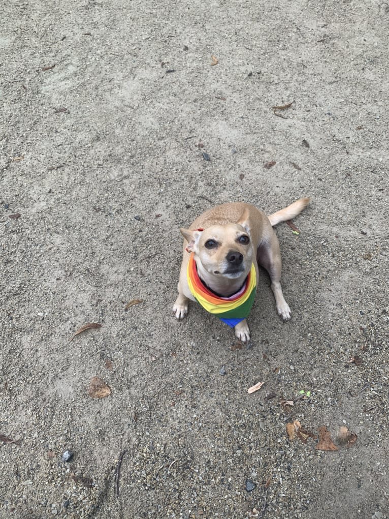 Bruce, a Chihuahua and Dachshund mix tested with EmbarkVet.com