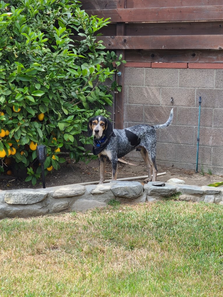 Cletus, a Bluetick Coonhound tested with EmbarkVet.com