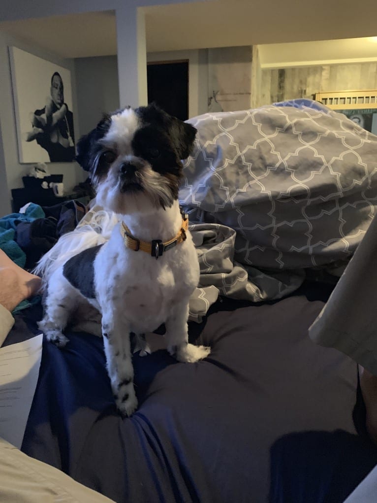 McGregor, a Shih Tzu tested with EmbarkVet.com