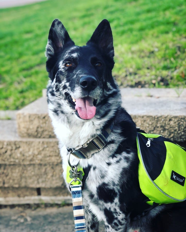 Chinook, a German Shepherd Dog and Siberian Husky mix tested with EmbarkVet.com