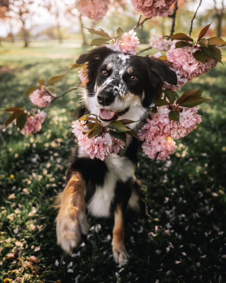 Marin, a Border Collie and Australian Cattle Dog mix tested with EmbarkVet.com