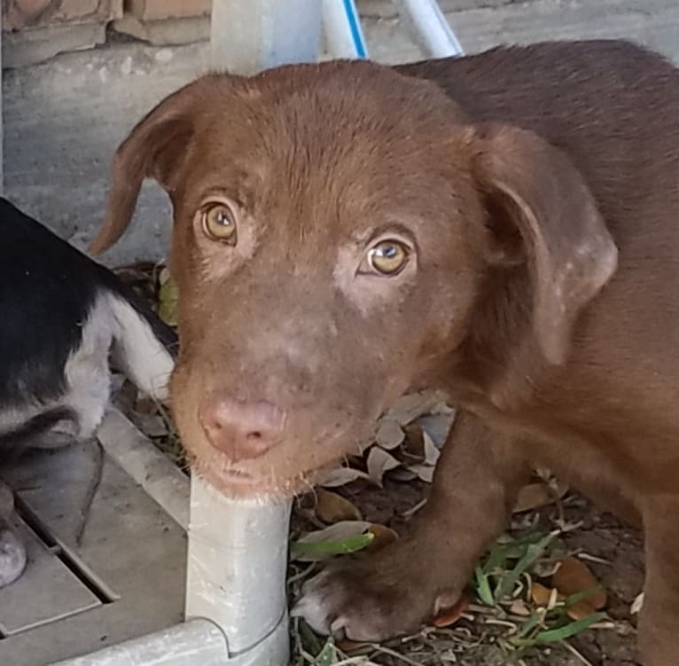 Cochise, a Labrador Retriever and Siberian Husky mix tested with EmbarkVet.com