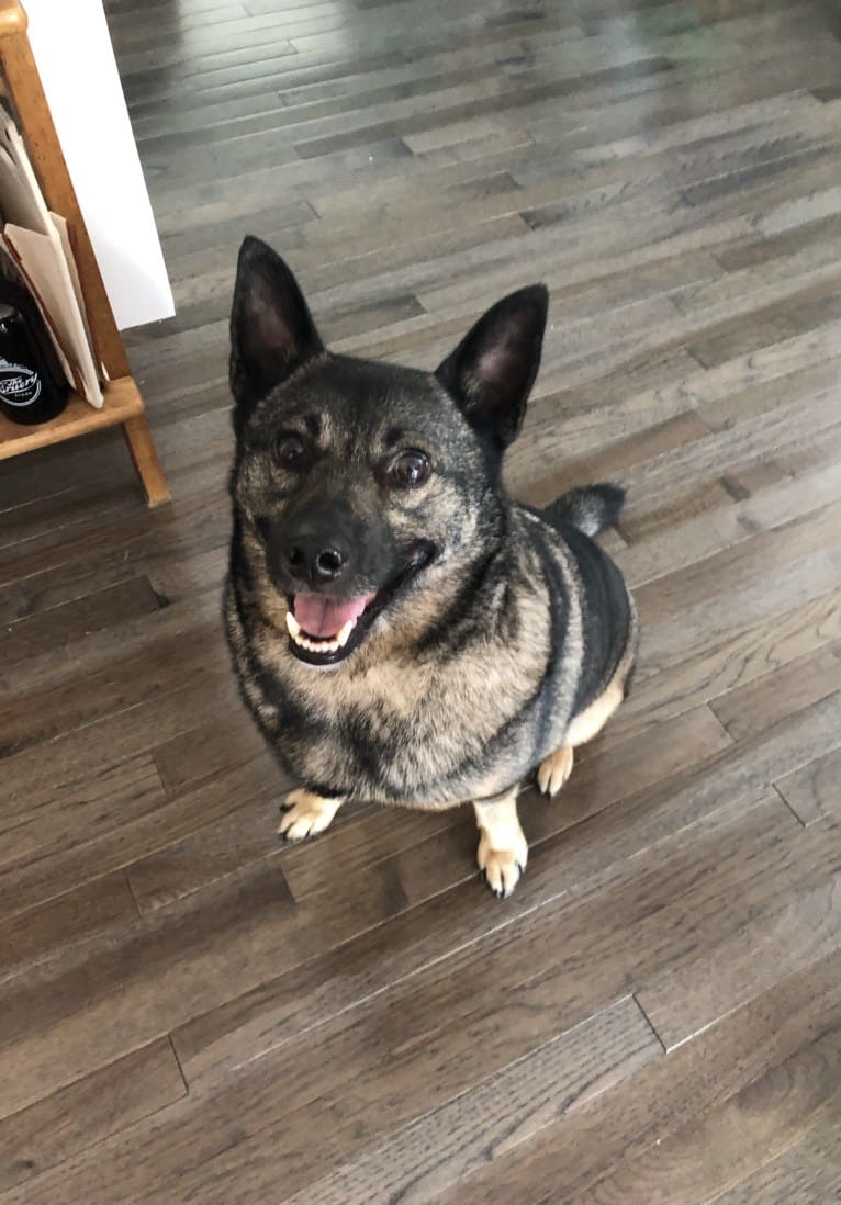 Smokey, a Norwegian Elkhound tested with EmbarkVet.com