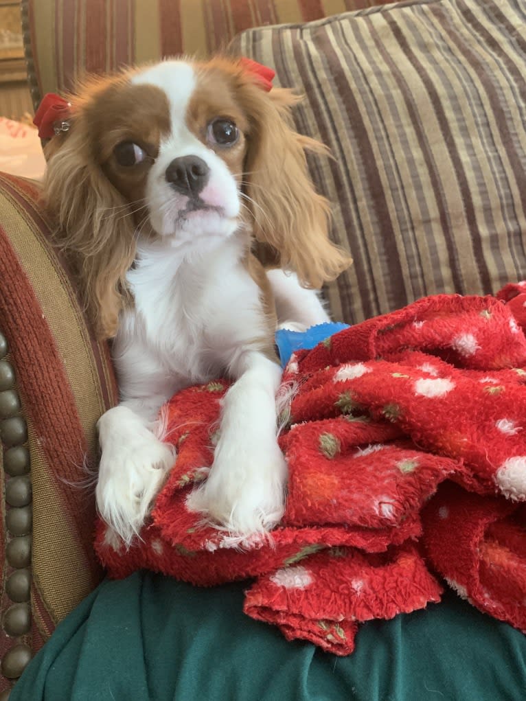 Rose Tyler, a Cavalier King Charles Spaniel tested with EmbarkVet.com