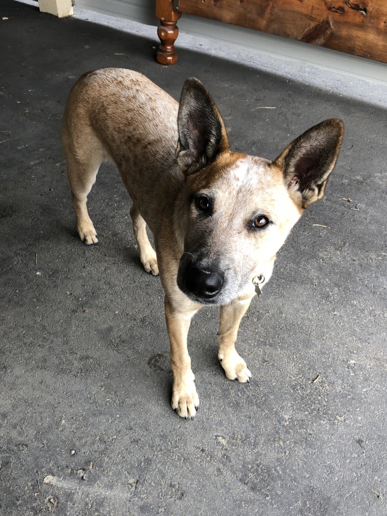 Odie, an Australian Cattle Dog and Border Collie mix tested with EmbarkVet.com