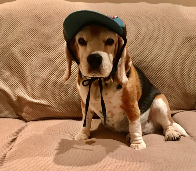 Mae, a Beagle tested with EmbarkVet.com