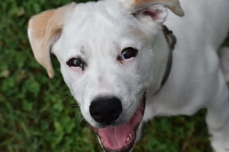 Wesley, a Boxer and German Shepherd Dog mix tested with EmbarkVet.com