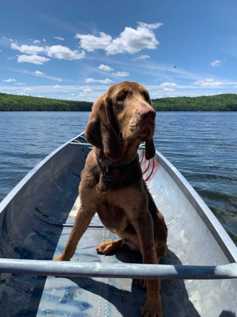 Abe, a Bloodhound and Labrador Retriever mix tested with EmbarkVet.com