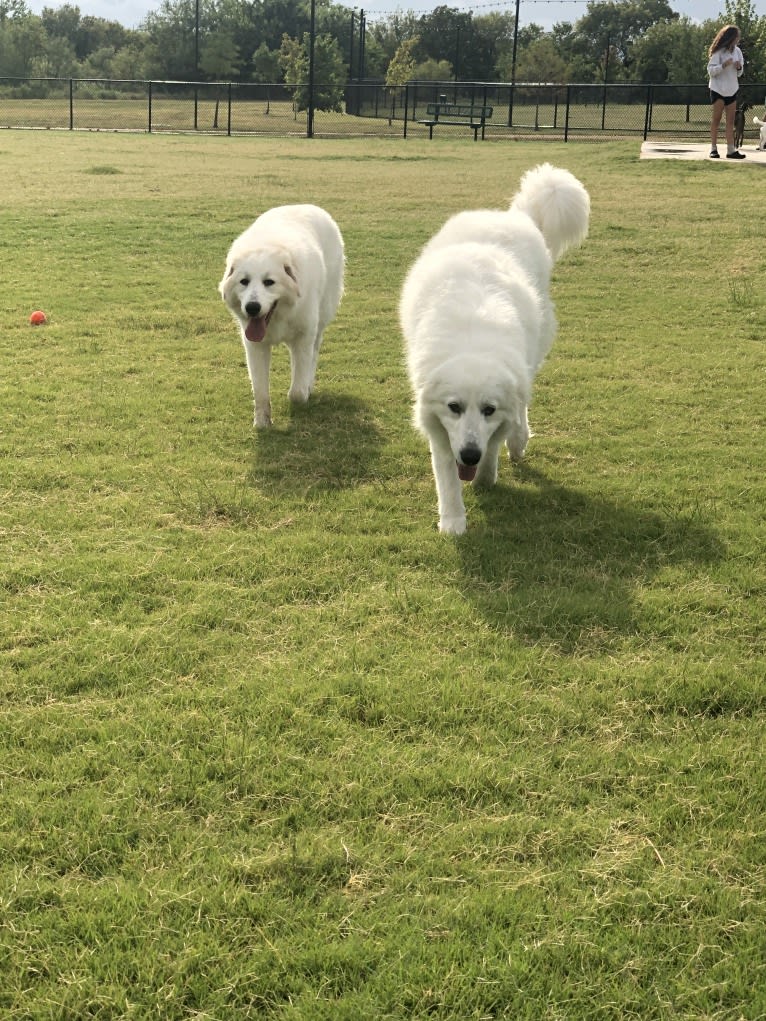 Looney “Chik’in Mini Bandit” Bear, a Great Pyrenees tested with EmbarkVet.com