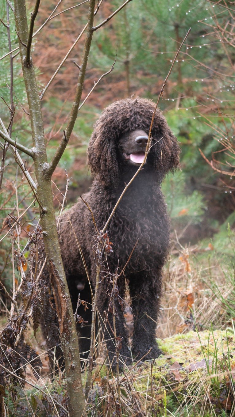 Sting, an Irish Water Spaniel tested with EmbarkVet.com