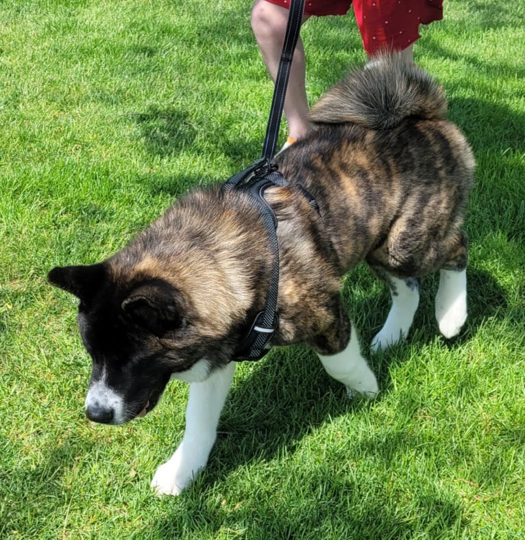 Bruno, an Akita tested with EmbarkVet.com