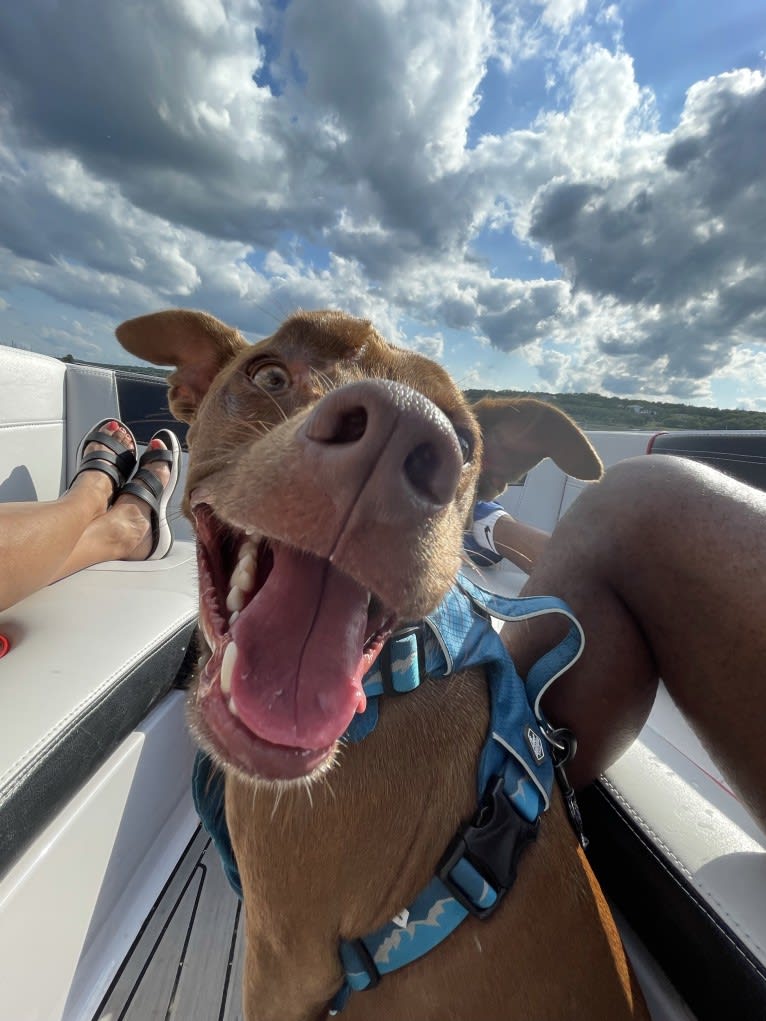 Hazel, an American Pit Bull Terrier and American Staffordshire Terrier mix tested with EmbarkVet.com