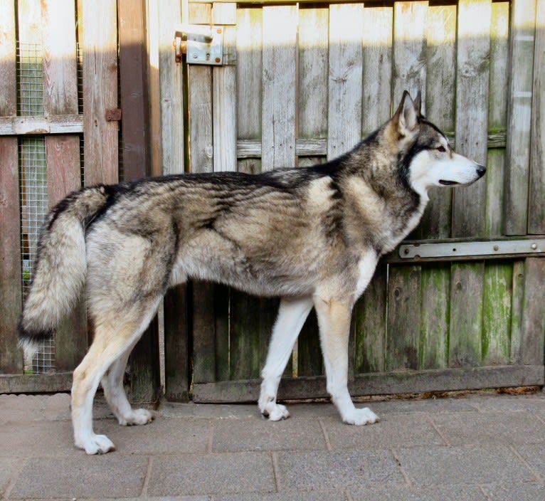 Ghost a dog tested with EmbarkVet.com