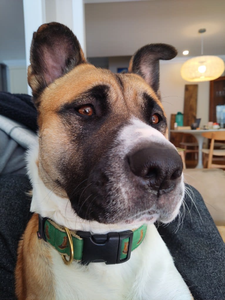 Winston Park, an Akita and American Pit Bull Terrier mix tested with EmbarkVet.com