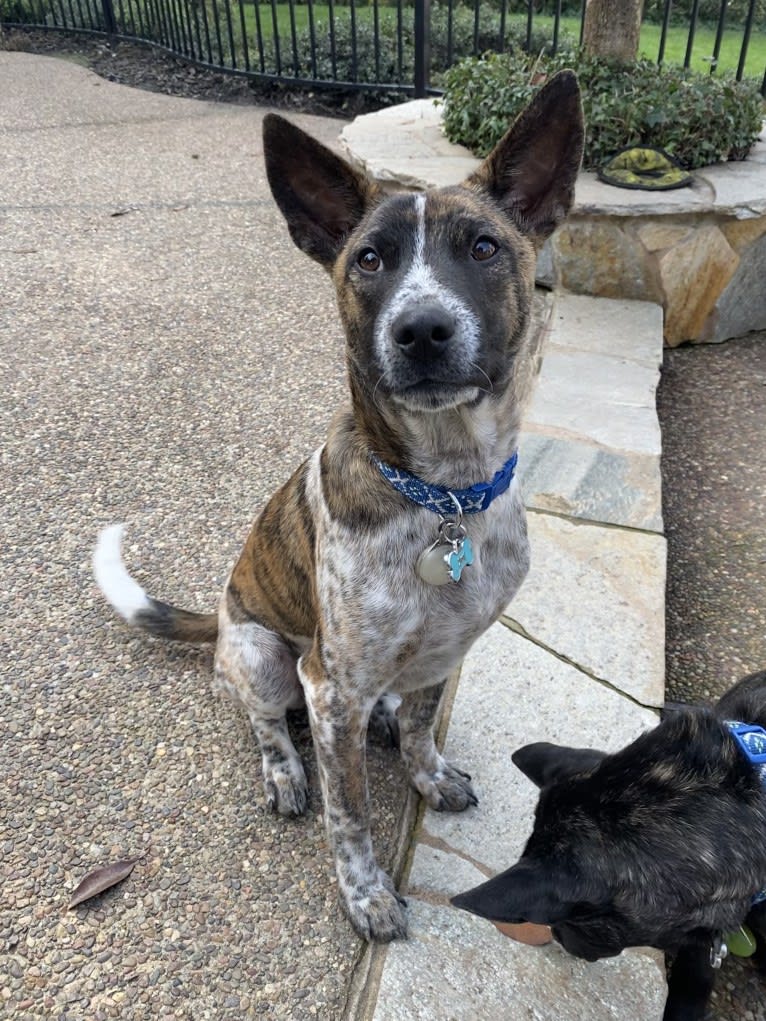 Bodhi, a Southeast Asian Village Dog tested with EmbarkVet.com