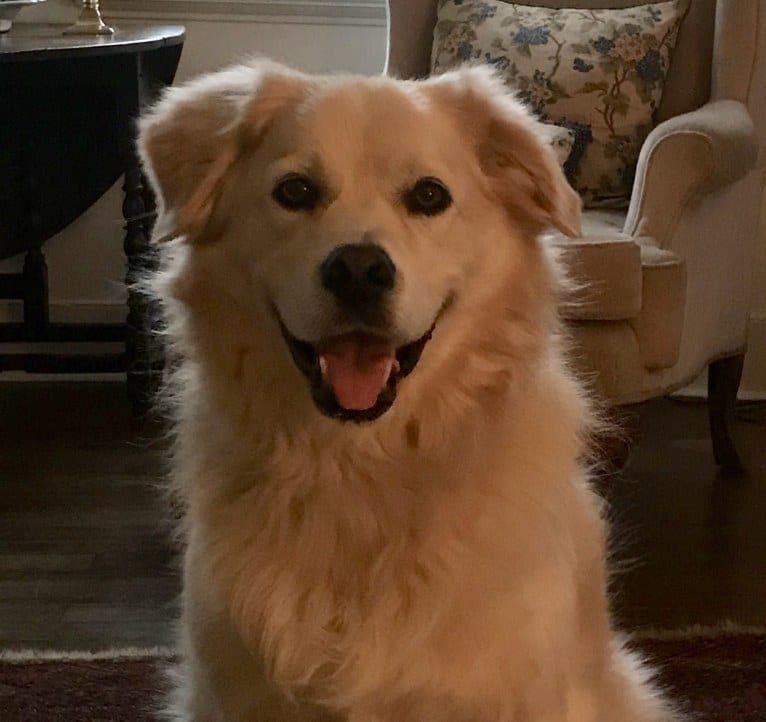 Virgil, a Great Pyrenees and Golden Retriever mix tested with EmbarkVet.com