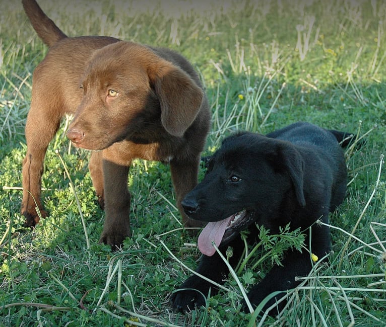 Timber, a Labrador Retriever and American Pit Bull Terrier mix tested with EmbarkVet.com