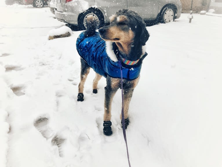 Hayley, an Aussiedoodle tested with EmbarkVet.com