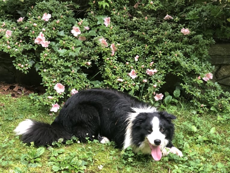 Angel, a Border Collie tested with EmbarkVet.com