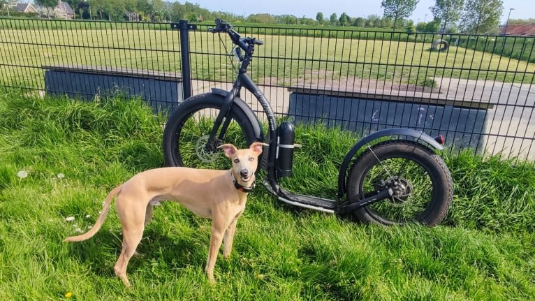 Roderick, a Whippet (15.0% unresolved) tested with EmbarkVet.com