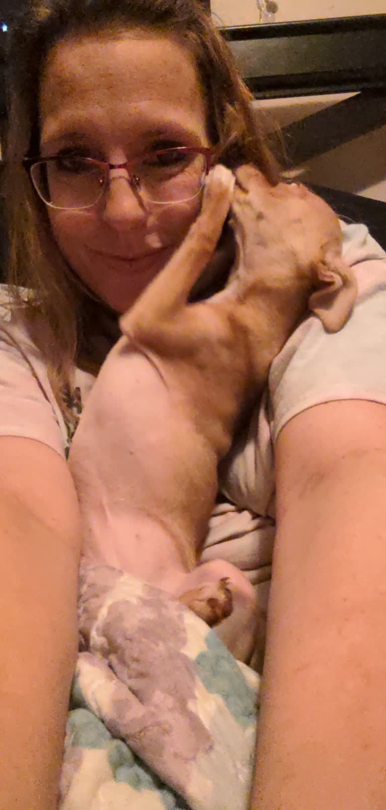 Terra, a Chihuahua and Rat Terrier mix tested with EmbarkVet.com