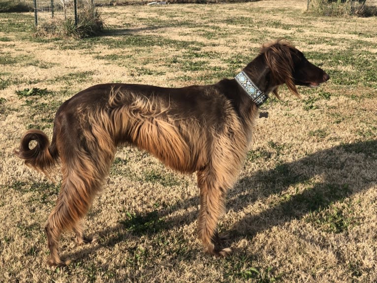 Rigel, a Saluki and Poodle (Standard) mix tested with EmbarkVet.com