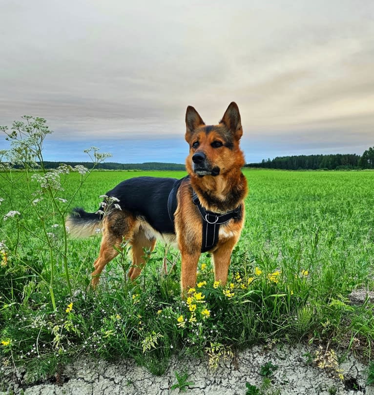 Rafael, a German Shepherd Dog (5.1% unresolved) tested with EmbarkVet.com