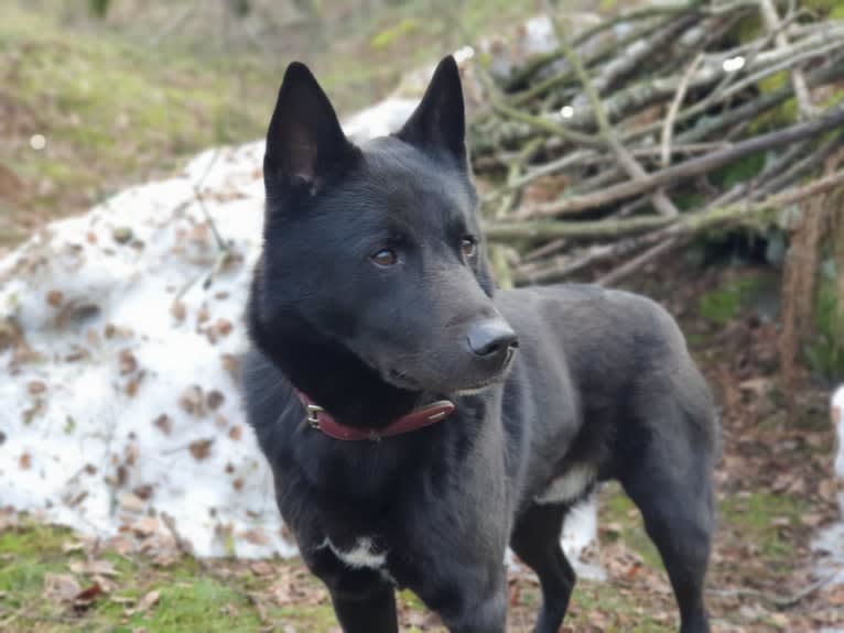 Moshae, a Canaan Dog tested with EmbarkVet.com