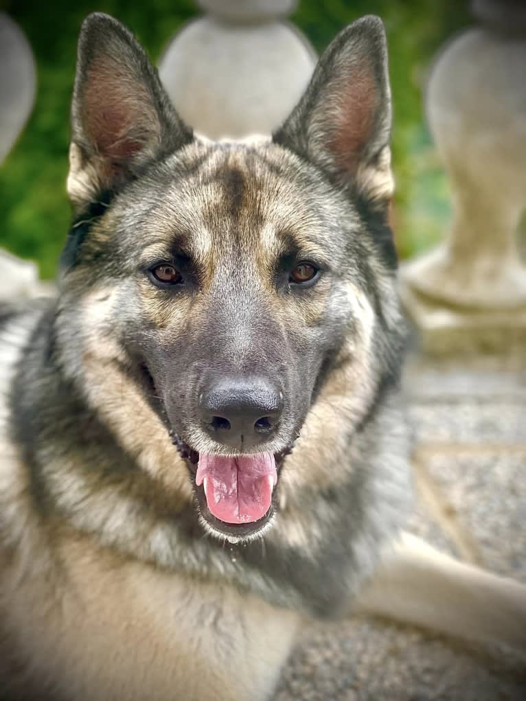 Lex a dog tested with EmbarkVet.com