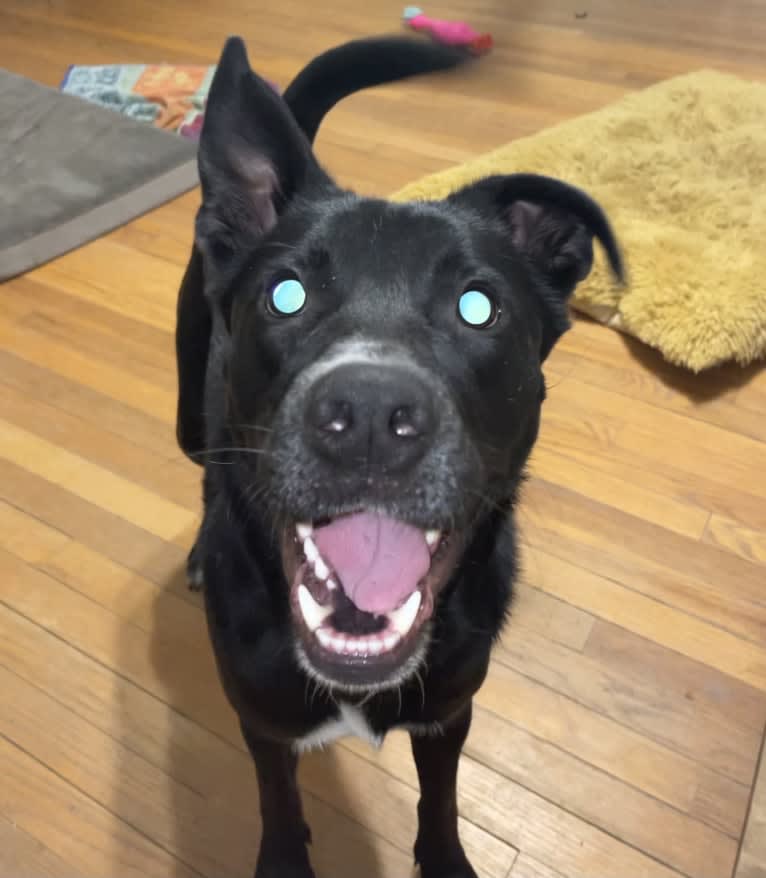 Arlo, an American Pit Bull Terrier and Chow Chow mix tested with EmbarkVet.com