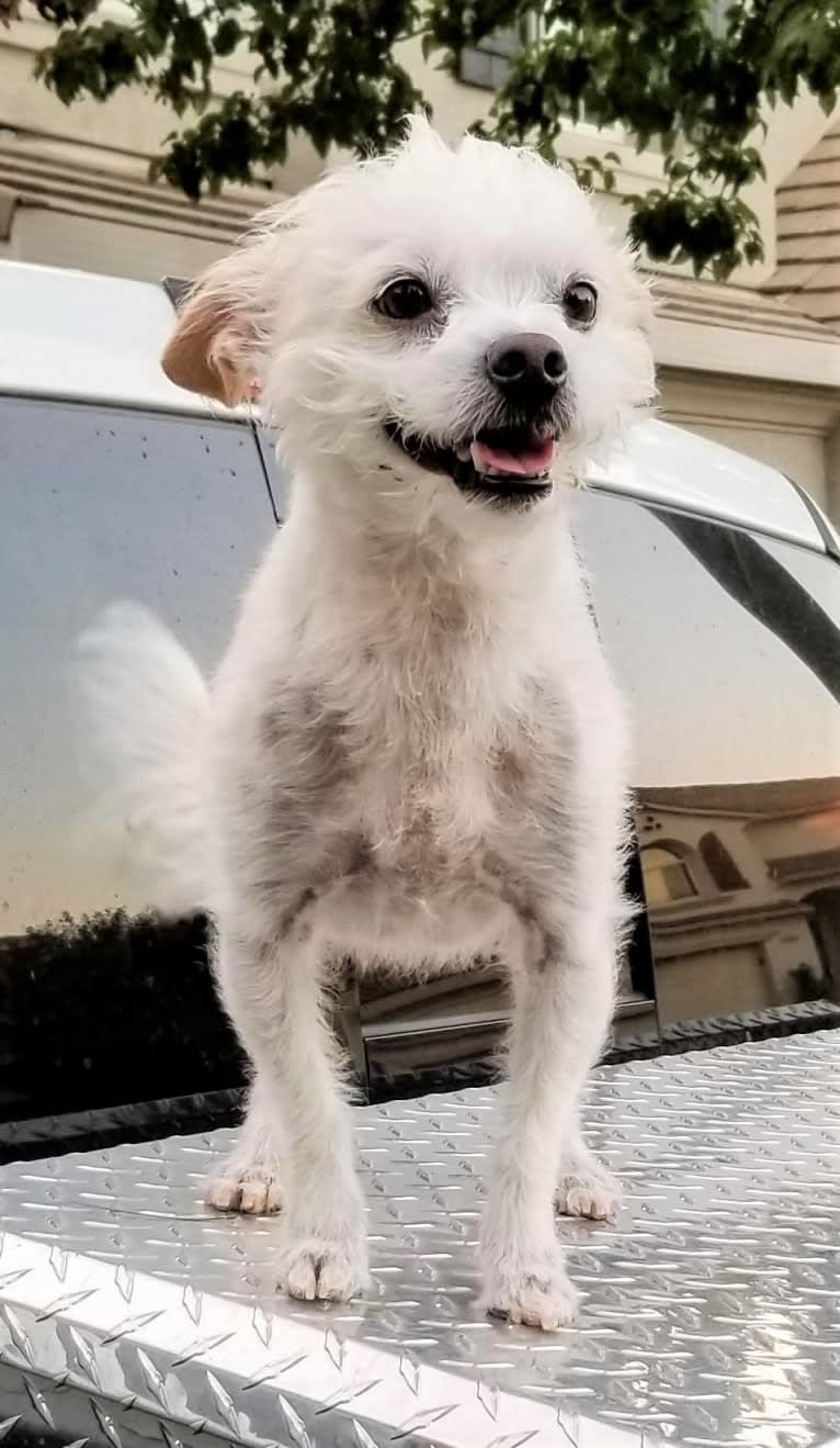 Scruffs, a Lhasa Apso and Boston Terrier mix tested with EmbarkVet.com