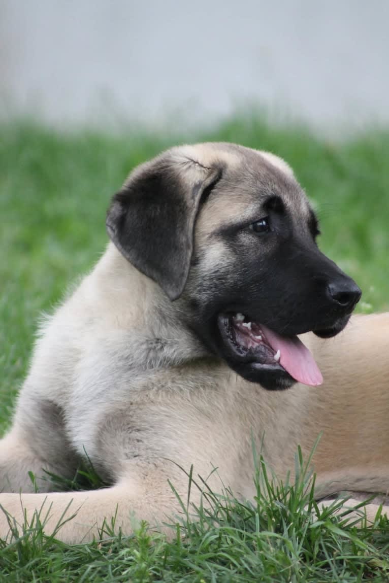 Eros, an Anatolian Shepherd Dog tested with EmbarkVet.com