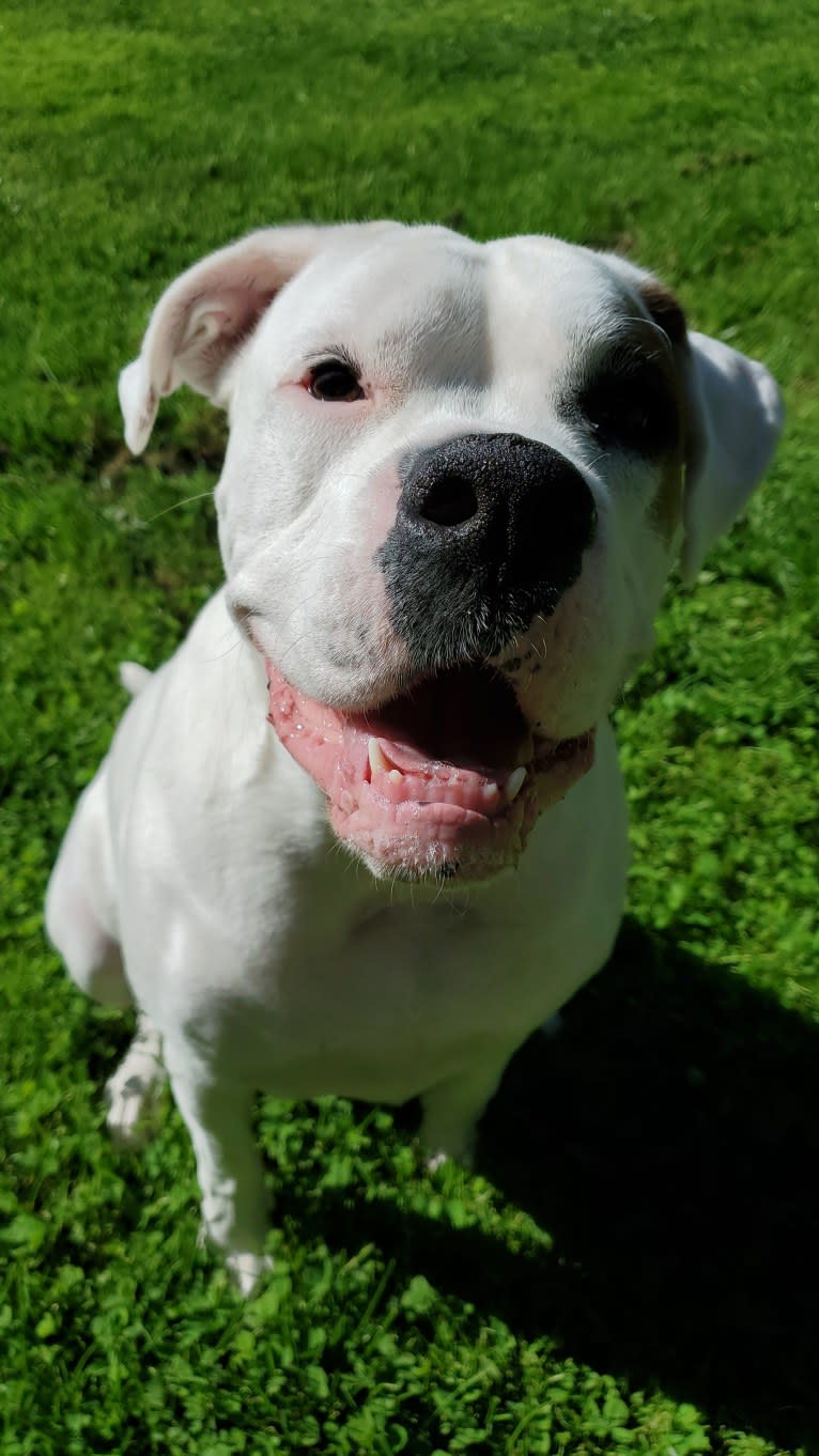 Thorsen, a Boxer and Saint Bernard mix tested with EmbarkVet.com