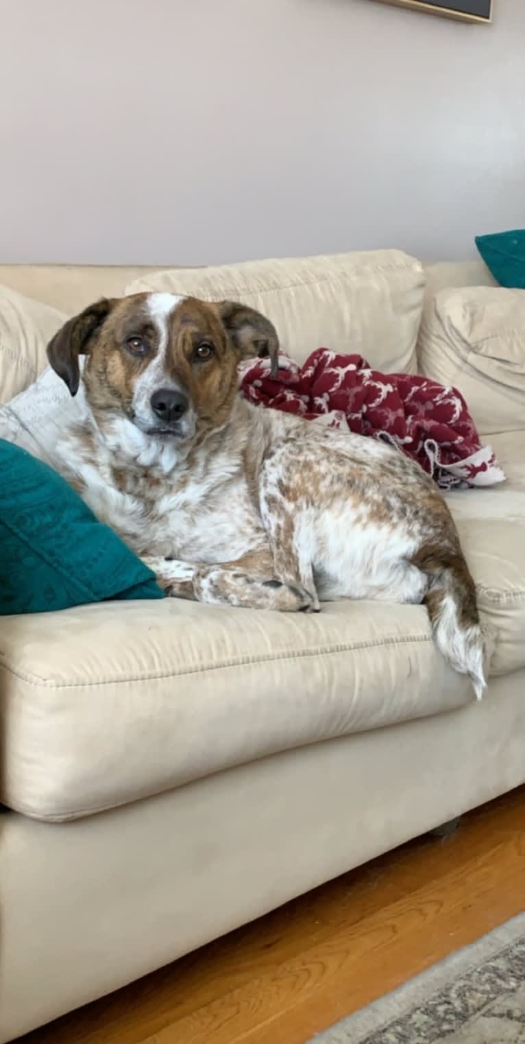 Ruger, an Australian Cattle Dog and Beagle mix tested with EmbarkVet.com