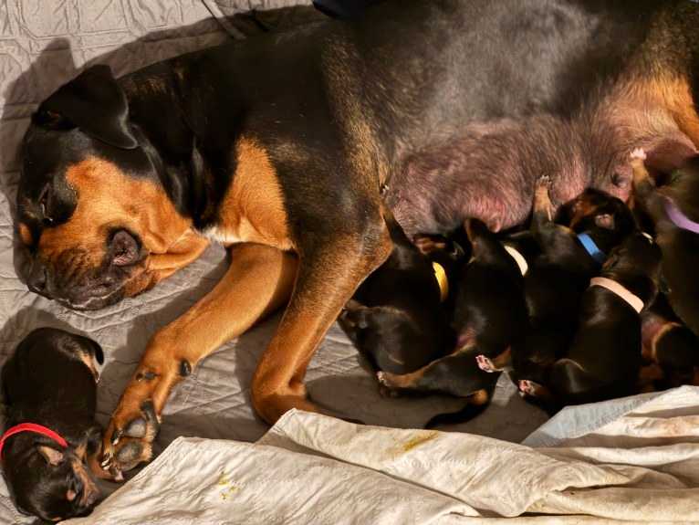 Abi, a Rottweiler and Boxer mix tested with EmbarkVet.com