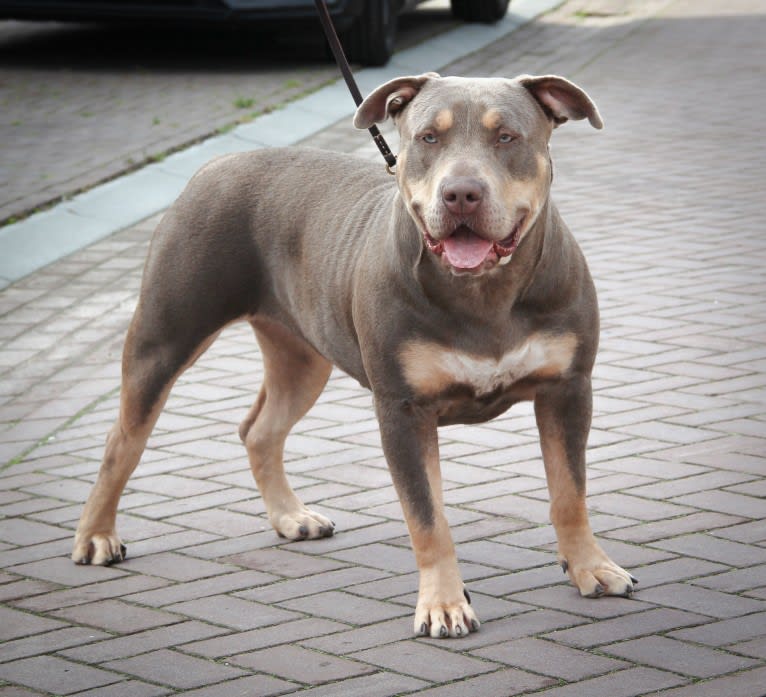 Kyra, an American Bully tested with EmbarkVet.com