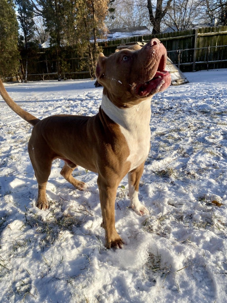 Lucci, an American Bully tested with EmbarkVet.com