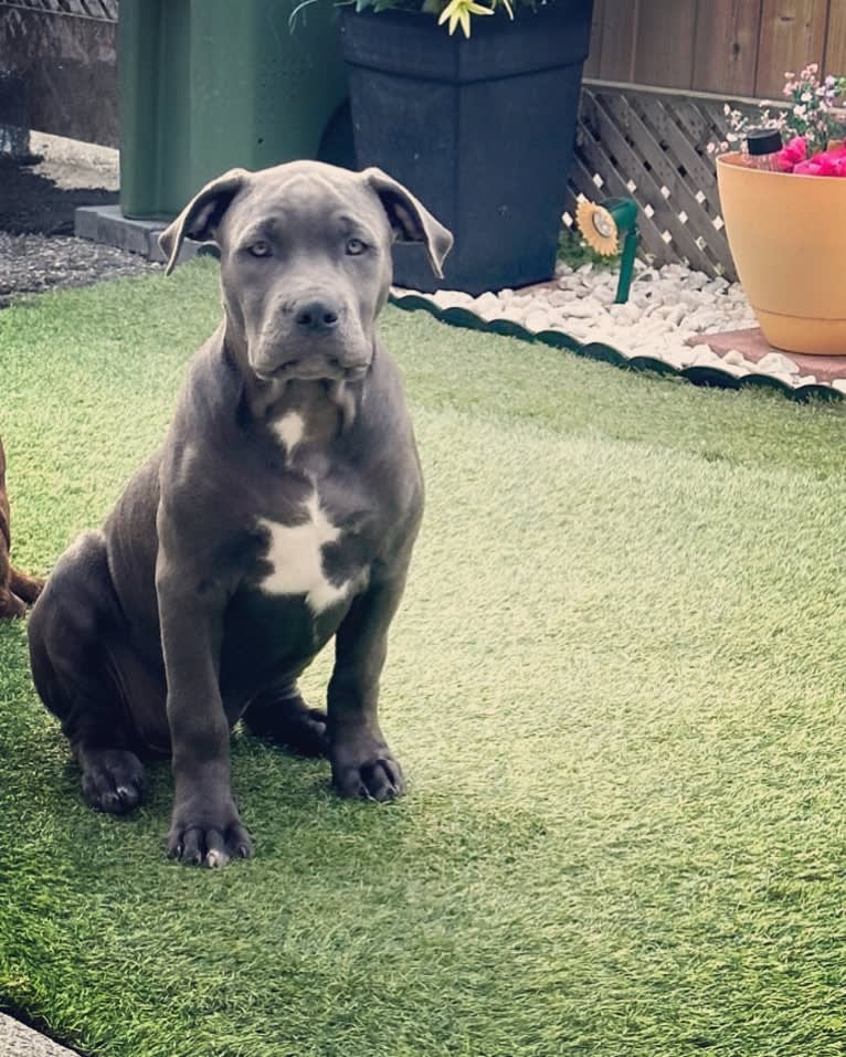 Storm, an American Bully tested with EmbarkVet.com