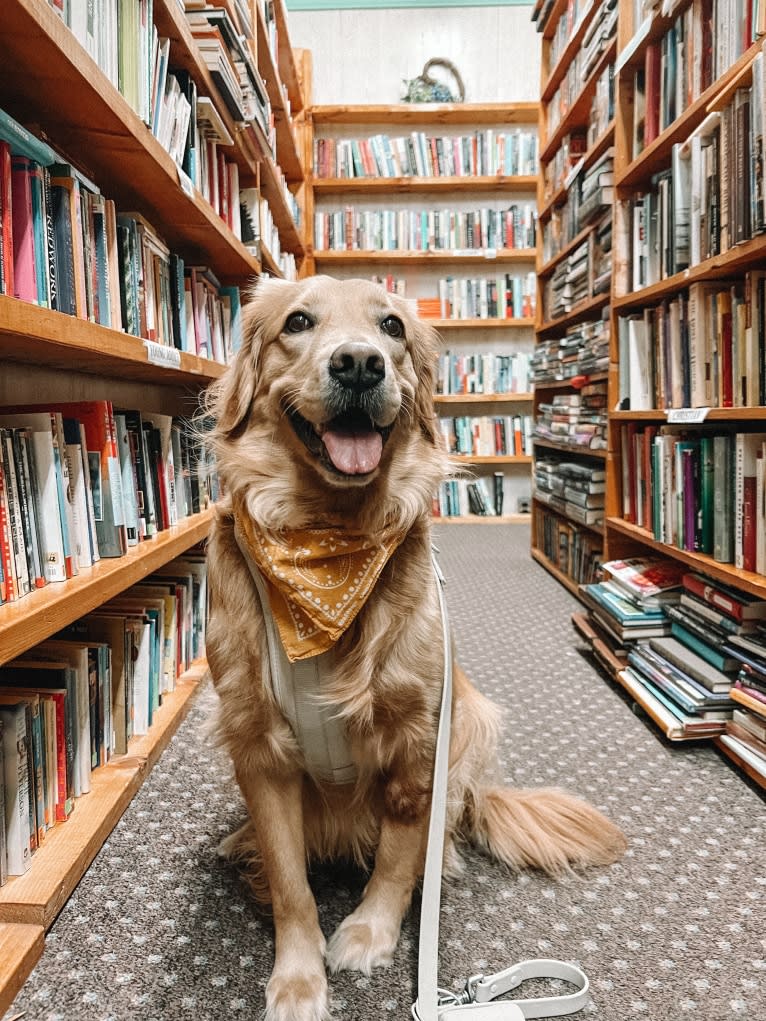 Marley, a Golden Retriever tested with EmbarkVet.com