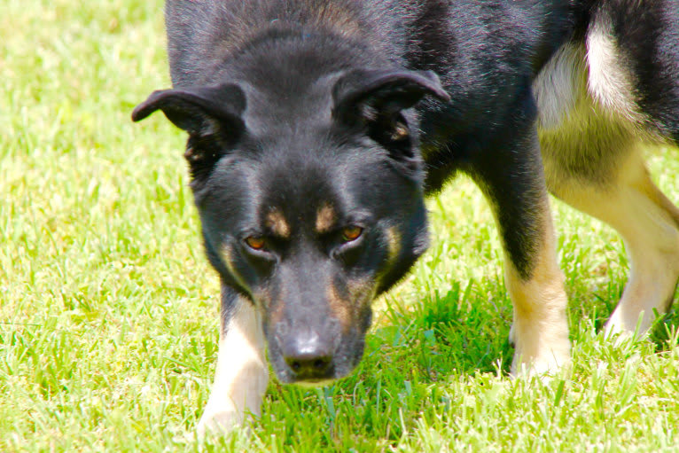 Kai, a Siberian Husky and German Shepherd Dog mix tested with EmbarkVet.com