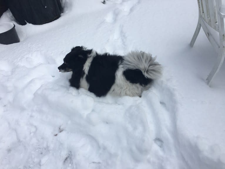 Piper, an American Eskimo Dog and Pomeranian mix tested with EmbarkVet.com